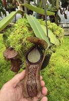 BE4562 Nepenthes hamata x klossii