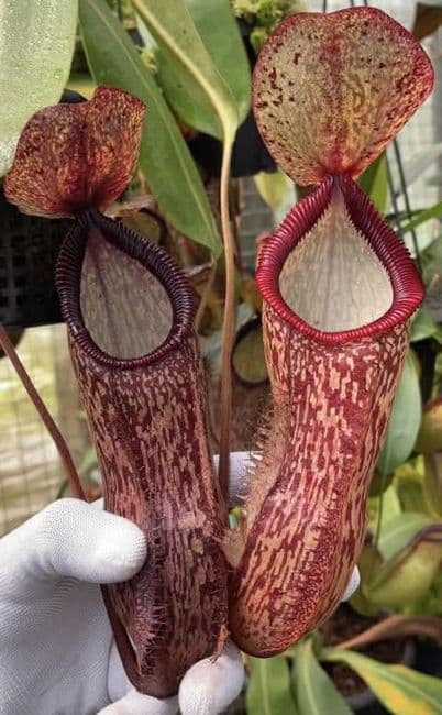 BE4562 Nepenthes hamata x klossii