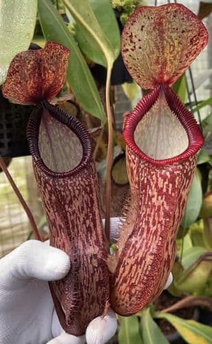 BE4562 Nepenthes hamata x klossii