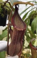 BE4564 N.hamata x truncata