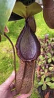 BE4564 N.hamata x truncata