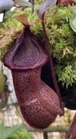BE4564 N.hamata x truncata