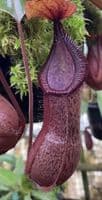 BE4564 N.hamata x truncata