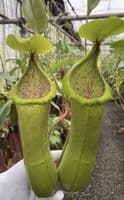 BE4564 N.hamata x truncata