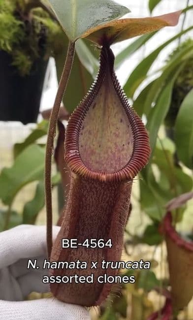 BE4564 N.hamata x truncata