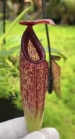 BE4565 N. aristolochioides x veitchii – assorted clones