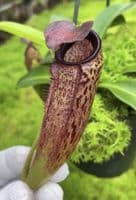 BE4565 N. aristolochioides x veitchii – assorted clones