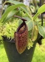 BE4565 N. aristolochioides x veitchii – assorted clones