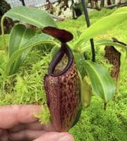 BE4565 N. aristolochioides x veitchii – assorted clones
