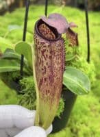 BE4565 N. aristolochioides x veitchii – assorted clones