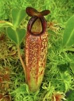 BE4565 N. aristolochioides x veitchii – assorted clones