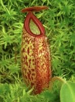 BE4565 N. aristolochioides x veitchii – assorted clones