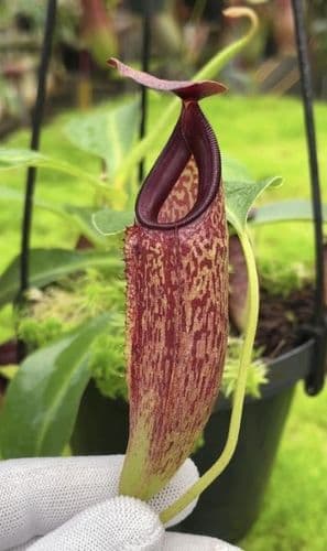 BE4565 N. aristolochioides x veitchii – assorted clones