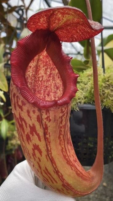 BE4566 N. sibuyanensis x klossii