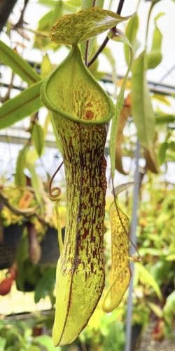 BE4569 N.ramispina x hamata