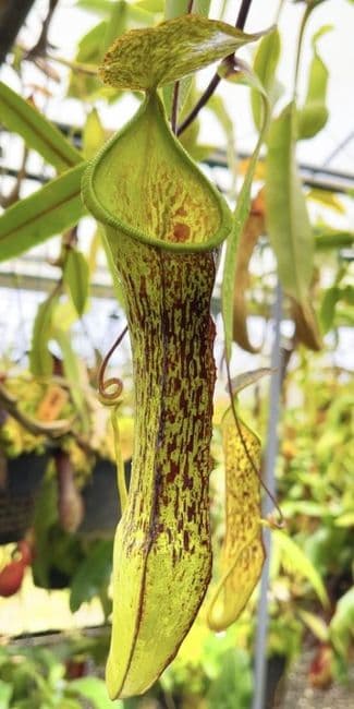 BE4569 N.ramispina x hamata