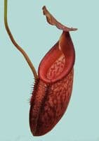 BE4573 N. talangensis x (lowii x tentaculata) assorted clones