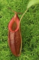 BE4573 N. talangensis x (lowii x tentaculata) assorted clones