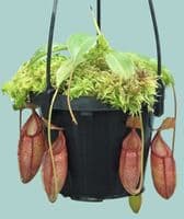 BE4573 N. talangensis x (lowii x tentaculata) assorted clones