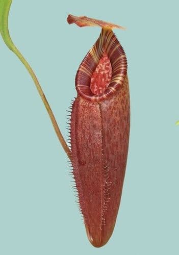 BE4573 N. talangensis x (lowii x tentaculata) assorted clones