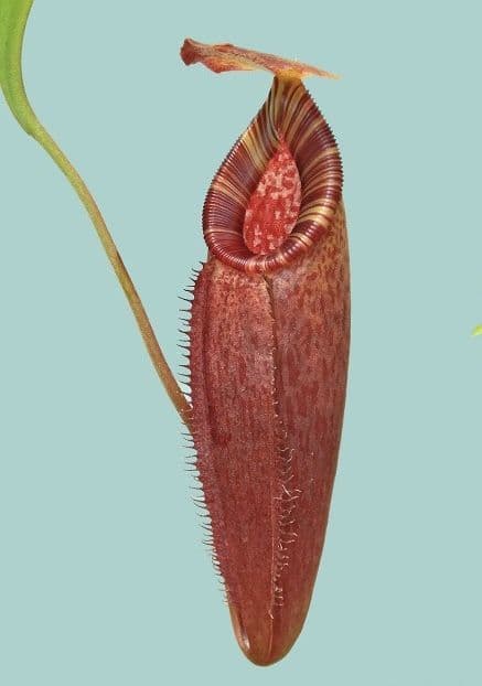 BE4573 N. talangensis x (lowii x tentaculata) assorted clones