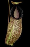 BE4574N. (aristolochioides x spectabilis) x hamata ‘Lumut’