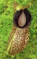 BE4574N. (aristolochioides x spectabilis) x hamata ‘Lumut’