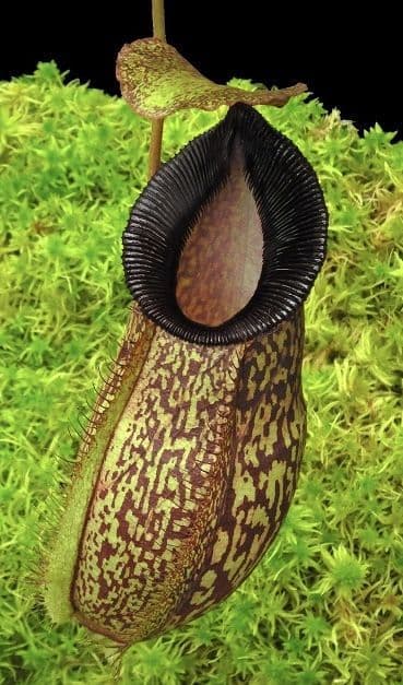 BE4574N. (aristolochioides x spectabilis) x hamata ‘Lumut’