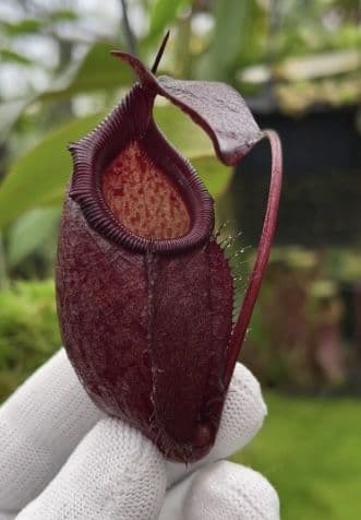 BE4575 N. rajah x gymnamphora