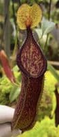BE4576 N. (singalana x hamata) x hamata – assorted clones