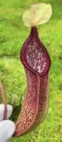 BE4576 N. (singalana x hamata) x hamata – assorted clones