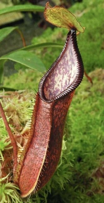BE4576 N. (singalana x hamata) x hamata – assorted clones