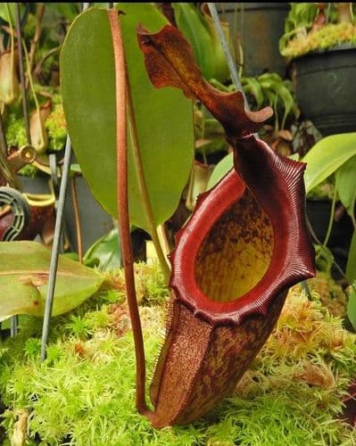 BE4577 N. rajah x eymae – assorted clones