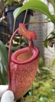BE4579 N.sibuyanensis x attenboroughii