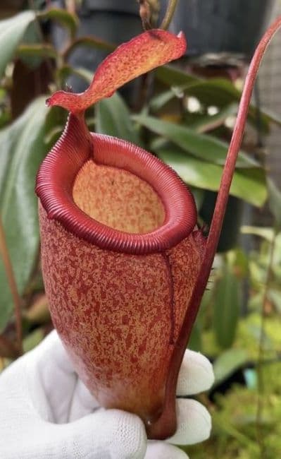 BE4579 N.sibuyanensis x attenboroughii