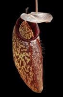 BE4583 N. (aristolochioides x spectabilis) x klossii – assorted clones