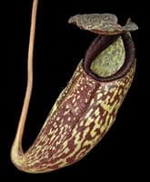 BE4583 N. (aristolochioides x spectabilis) x klossii – assorted clones
