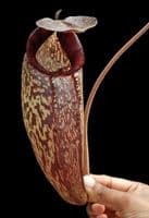 BE4583 N. (aristolochioides x spectabilis) x klossii – assorted clones