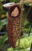 BE4583 N. (aristolochioides x spectabilis) x klossii – assorted clones