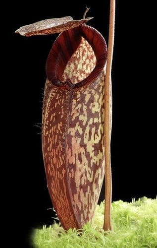 BE4583 N. (aristolochioides x spectabilis) x klossii – assorted clones