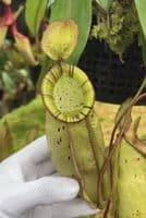 BE4587 Nepenthes spectabilis x ampullaria