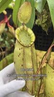 BE4587 Nepenthes spectabilis x ampullaria
