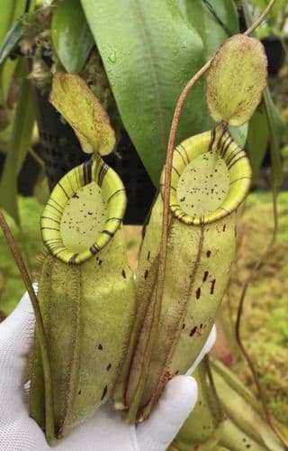 BE4587 Nepenthes spectabilis x ampullaria