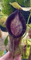 BE4588 N. singalana x hamata