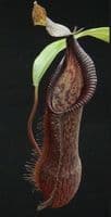 BE4588 N. singalana x hamata