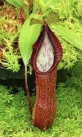 BE4588 N. singalana x hamata