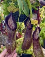 BE4588 N. singalana x hamata