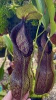 BE4588 N. singalana x hamata
