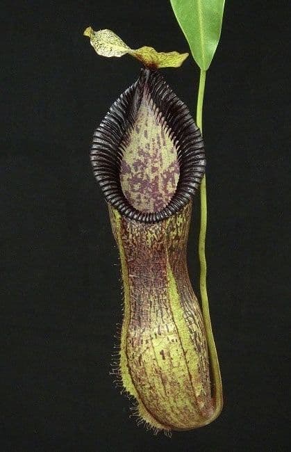 BE4588 N. singalana x hamata