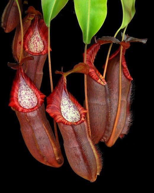 BE4589 N. spathulata x (densiflora x spectabilis) – assorted clones